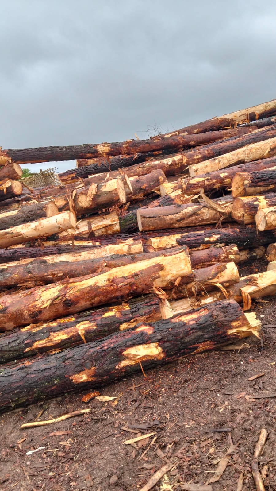 Timber at the yard — photo 25